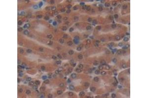 IHC-P analysis of Mouse Tissue, with DAB staining. (MTPN 抗体  (AA 2-118))