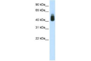 WB Suggested Anti-SOX3 Antibody Titration:  1. (SOX3 抗体  (C-Term))
