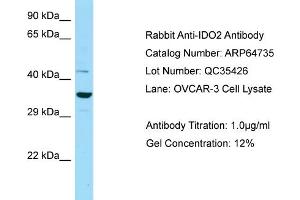 Western Blotting (WB) image for anti-Indoleamine 2,3-Dioxygenase 2 (IDO2) (N-Term) antibody (ABIN2789941) (IDO2 抗体  (N-Term))