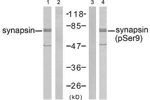 Western blot analysis of extract from mouse brain tissue, using synapsin (Ab-9) antibody (E021259, Line 1 and 2) and synapsin (phospho-Ser9) antibody (E011278, Line 3 and 4). (SYN1 抗体  (pSer9))