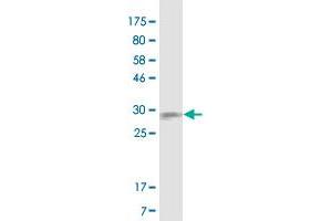 Western Blot detection against Immunogen (23. (CD40 抗体  (AA 21-193))