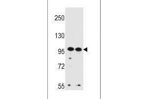 Western blot analysis in Hela,K562 cell line lysates (35ug/lane). (WDR3 抗体  (N-Term))