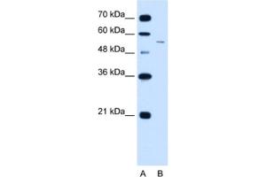 Western Blotting (WB) image for anti-LOC728227 (LOC728227) antibody (ABIN2462911) (LOC728227 抗体)
