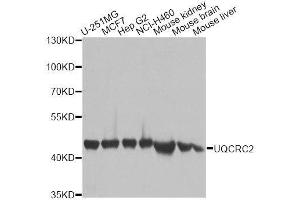 Western blot analysis of extracts of various cell lines, using UQCRC2 antibody. (UQCRC2 抗体  (AA 224-453))