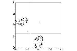 Image no. 1 for anti-CD3 epsilon (CD3E) antibody (FITC) (ABIN135093) (CD3 epsilon 抗体  (FITC))