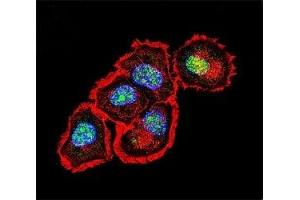 Confocal immunofluorescent analysis of Src antibody with MCF-7 cells followed by Alexa Fluor 488-conjugated goat anti-rabbit lgG (green). (Src 抗体  (AA 24-52))