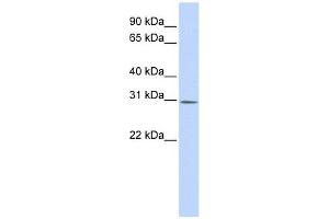 YIF1B antibody used at 1 ug/ml to detect target protein. (YIF1B 抗体)