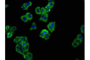 Immunofluorescence staining of HepG2 cells with ABIN7169782 at 1:66, counter-stained with DAPI. (SLAMF6 抗体  (AA 248-331))