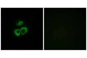 Immunofluorescence analysis of MCF-7 cells, using OR52D1 antibody. (OR52D1 抗体  (C-Term))