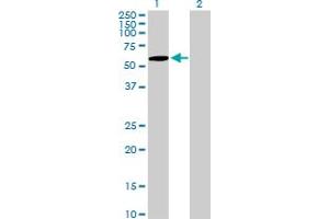 Western Blot analysis of ZNF157 expression in transfected 293T cell line by ZNF157 MaxPab polyclonal antibody. (ZNF157 抗体  (AA 1-506))