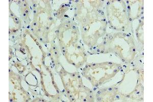 Immunohistochemistry of paraffin-embedded human kidney tissue using ABIN7153807 at dilution of 1:100