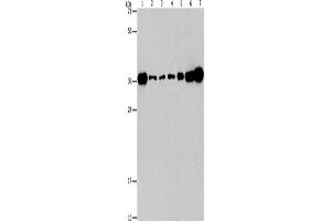 Western Blotting (WB) image for anti-V-Crk Sarcoma Virus CT10 Oncogene Homolog (Avian)-Like (CRKL) antibody (ABIN2434506) (CrkL 抗体)