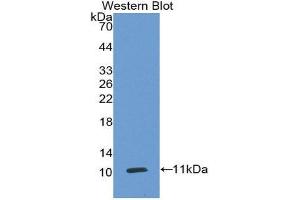 Western Blotting (WB) image for anti-Carcinoembryonic Antigen-Related Cell Adhesion Molecule 7 (CEACAM7) (AA 147-231) antibody (ABIN2117183) (CEACAM7 抗体  (AA 147-231))