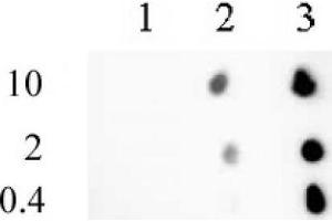 Histone H3 trimethyl Lys9 mAb (Clone 2AG-6F12-H4) tested by dot blot analysis. (Histone 3 抗体  (H3K9me3))