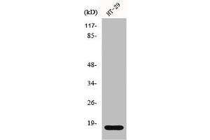 Western Blot analysis of HT29 cells using Histone H2B Polyclonal Antibody (HIST1H2BH 抗体  (N-Term))