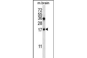 COPZ1 Antibody (N-term) (ABIN657051 and ABIN2846218) western blot analysis in mouse brain tissue lysates (35 μg/lane). (COPZ1 抗体  (N-Term))