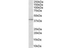 ArfGAP with Dual PH Domains 1 (ADAP1) peptide