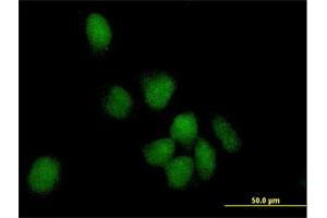 Immunofluorescence of purified MaxPab antibody to POLK on HeLa cell. (POLK 抗体  (AA 1-472))