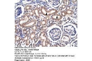 Human kidney (CDK1 抗体  (C-Term))