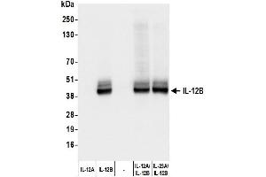 Western Blotting (WB) image for anti-Interleukin 12 beta (IL12B) (AA 23-328) antibody (ABIN7795738) (Recombinant IL12B 抗体  (AA 23-328))