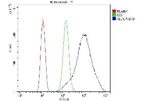 anti-Aldolase A, Fructose-Bisphosphate (ALDOA) (AA 50-364) antibody