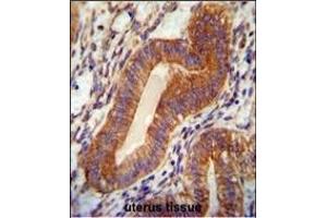 TPGS2 antibody (Center) (ABIN654487 and ABIN2844222) immunohistochemistry analysis in formalin fixed and paraffin embedded human uterus tissue followed by peroxidase conjugation of the secondary antibody and DAB staining. (TPGS2 抗体  (AA 109-137))