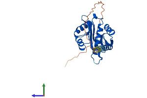 Protein Structure (PS) image for ARD1 Homolog, N-Acetyltransferase (ARD1A) (AA 1-235) protein (His tag) (ABIN7561777)