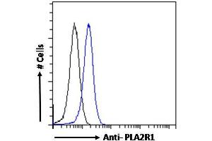 ABIN570997 Flow cytometric analysis of paraformaldehyde fixed HEK293 cells (blue line), permeabilized with 0. (PLA2R1 抗体  (Internal Region))