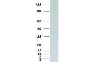 Western Blotting (WB) image for Upstream Transcription Factor 1 (USF1) (Transcript Variant 1) protein (Myc-DYKDDDDK Tag) (ABIN2735078)