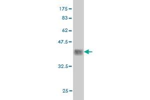 Western Blot detection against Immunogen (34. (PBX2 抗体  (AA 354-430))