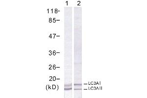 Western blot analysis of extract from human Hela cells using LC3A antibody (E021402). (MAP1LC3A 抗体)