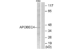 Western blot analysis of extracts from K562 cells, using APOBEC4 antibody. (APOBEC4 抗体  (Internal Region))