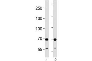 SDHA antibody western blot analysis in 1) human HeLa and 2) mouse C2C12 lysate. (SDHA 抗体  (AA 577-605))