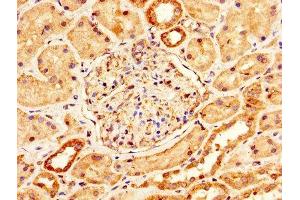 IHC image of ABIN7159229 diluted at 1:200 and staining in paraffin-embedded human kidney tissue performed on a Leica BondTM system. (Melanoma gp100 抗体  (AA 25-467))