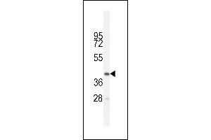 BTNL3 Antibody (C-term) (ABIN654857 and ABIN2844519) western blot analysis in HL-60 cell line lysates (35 μg/lane). (BTNL3 抗体  (C-Term))