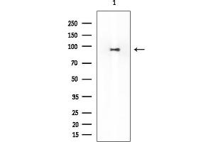 anti-Paternally Expressed 10 (PEG10) antibody