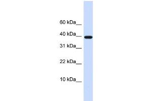 WB Suggested Anti-LECT1 Antibody Titration:  0. (LECT1 抗体  (N-Term))