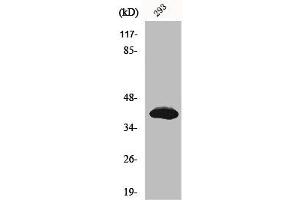 Western Blot analysis of 293 cells using Islet-2 Polyclonal Antibody (ISL2 抗体  (Internal Region))