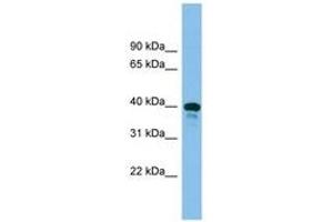 Image no. 1 for anti-TSC22 Domain Family, Member 4 (TSC22D4) (AA 241-290) antibody (ABIN6744602) (TSC22D4 抗体  (AA 241-290))