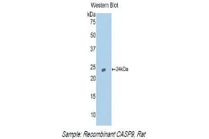 Western Blotting (WB) image for anti-Caspase 9, Apoptosis-Related Cysteine Peptidase (CASP9) (AA 1-200) antibody (ABIN1858259) (Caspase 9 抗体  (AA 1-200))