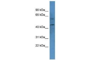 Western Blot showing CNR1 antibody used at a concentration of 1. (CNR1 抗体  (N-Term))