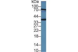 JAM2 anticorps  (AA 74-250)