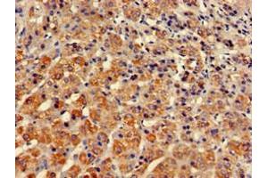 Immunohistochemistry of paraffin-embedded human adrenal gland tissue using ABIN7171259 at dilution of 1:100 (STXBP3 抗体  (AA 266-528))