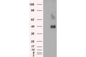 Western Blotting (WB) image for anti-Lysyl Oxidase (LOX) (AA 22-168) antibody (ABIN1491216) (LOX 抗体  (AA 22-168))