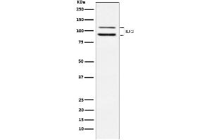 Western blot analysis of ILF3 expression in HeLa cell lysate.
