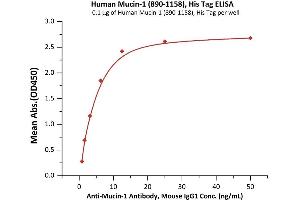 Immobilized Human Mucin-1 , His Tag (ABIN6938930,ABIN6950993) at 1 μg/mL (100 μL/well) can bind A-1 Antibody, Mouse IgG1 with a linear range of 0. (MUC1 Protein (AA 890-1158) (His tag))