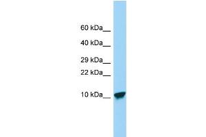 Western Blotting (WB) image for anti-Serine Peptidase Inhibitor, Kazal Type 9 (SPINK9) (Middle Region) antibody (ABIN2790706)