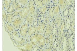ABIN6277756 at 1/100 staining Mouse kidney tissue by IHC-P. (MFN1 抗体  (Internal Region))