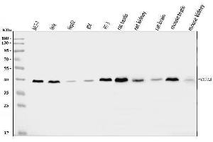 Western blot analysis of TSTA3/GFUS using anti-TSTA3/GFUS antibody (ABIN7825400). (GFUS (AA 44-321) 抗体)