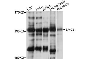Western blot analysis of extracts of various cell lines, using SMC5 antibody (ABIN5971282) at 1:3000 dilution.